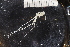  ( - ZMBN_137818)  @11 [ ] Creative Commons BY NC SA (2020) University of Bergen Natural History Collections