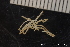  ( - ZMBN_137819)  @11 [ ] Creative Commons BY NC SA (2020) University of Bergen Natural History Collections