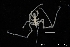  ( - ZMBN_137821)  @11 [ ] Creative Commons BY NC SA (2020) University of Bergen Natural History Collections