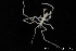  ( - ZMBN_137821)  @11 [ ] Creative Commons BY NC SA (2020) University of Bergen Natural History Collections
