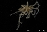  ( - ZMBN_137823)  @11 [ ] Creative Commons BY NC SA (2020) University of Bergen Natural History Collections