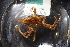  ( - ZMBN_137827)  @11 [ ] Creative Commons BY NC SA (2020) University of Bergen Natural History Collections