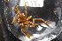  (Boreonymphon robustum - ZMBN_137827)  @11 [ ] Creative Commons BY NC SA (2020) University of Bergen Natural History Collections
