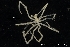  ( - ZMBN_137837)  @11 [ ] Creative Commons BY NC SA (2020) University of Bergen Natural History Collections