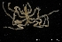  ( - ZMBN_137839)  @11 [ ] Creative Commons BY NC SA (2020) University of Bergen Natural History Collections
