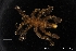  ( - ZMBN_137842)  @11 [ ] Creative Commons BY NC SA (2020) University of Bergen Natural History Collections