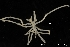  ( - ZMBN_137843)  @11 [ ] Creative Commons BY NC SA (2020) University of Bergen Natural History Collections