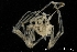  ( - ZMBN_137847)  @11 [ ] Creative Commons BY NC SA (2020) University of Bergen Natural History Collections
