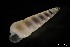  (Eulimella compactilis - ZMBN_137860)  @11 [ ] Creative Commons BY NC SA (2022) University of Bergen Natural History Collections
