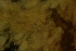  ( - ZMBN_138005)  @11 [ ] CreativeCommons BY NC SA (2021) University of Bergen Natural History Collections