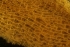  ( - ZMBN_138019)  @11 [ ] CreativeCommons BY NC SA (2021) University of Bergen Natural History Collections