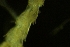  ( - ZMBN_138040)  @11 [ ] CreativeCommons BY NC SA (2021) University of Bergen Natural History Collections