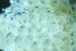  ( - ZMBN_138064)  @11 [ ] CreativeCommons BY NC SA (2021) University of Bergen Natural History Collections