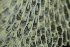  ( - ZMBN_138098)  @11 [ ] CreativeCommons BY NC SA (2021) University of Bergen Natural History Collections