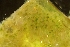  ( - ZMBN_138099)  @11 [ ] CreativeCommons BY NC SA (2021) University of Bergen Natural History Collections