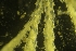  ( - ZMBN_138107)  @11 [ ] CreativeCommons BY NC SA (2021) University of Bergen Natural History Collections