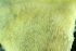 ( - ZMBN_138141)  @11 [ ] CreativeCommons BY NC SA (2021) University of Bergen Natural History Collections