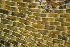  ( - ZMBN_138168)  @11 [ ] CreativeCommons BY NC SA (2021) University of Bergen Natural History Collections