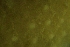  ( - ZMBN_139336)  @11 [ ] Creative Commons BY NC SA (2022) University of Bergen Natural History Collections