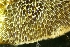  ( - ZMBN_140136)  @11 [ ] Creative Commons BY NC SA (2022) University of Bergen Natural History Collections