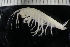 ( - ZMBN_140784)  @11 [ ] Creative Commons BY NC SA (2022) University of Bergen Natural History Collections
