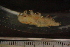 ( - ZMBN_142865)  @11 [ ] Creative Commons BY NC SA (2022) University of Bergen Natural History Collections
