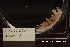  ( - ZMBN_142867)  @11 [ ] Creative Commons BY NC SA (2022) University of Bergen Natural History Collections