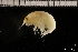  ( - ZMBN_145687)  @11 [ ] Creative Commons BY NC SA (2022) University of Bergen Natural History Collections
