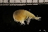  (Stegocephaloides - ZMBN_145691)  @11 [ ] Creative Commons BY NC SA (2022) University of Bergen Natural History Collections