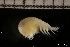  ( - ZMBN_145692)  @11 [ ] Creative Commons BY NC SA (2022) University of Bergen Natural History Collections