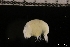  ( - ZMBN_145693)  @11 [ ] Creative Commons BY NC SA (2022) University of Bergen Natural History Collections