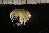  ( - ZMBN_146329)  @11 [ ] Creative Commons BY NC SA (2022) University of Bergen Natural History Collections
