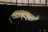  ( - ZMBN_146330)  @11 [ ] Creative Commons BY NC SA (2022) University of Bergen Natural History Collections