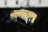  ( - ZMBN_147237)  @11 [ ] Creative Commons BY NC SA (2022) University of Bergen Natural History Collections