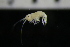  ( - ZMBN_147248)  @11 [ ] Creative Commons BY NC SA (2022) University of Bergen Natural History Collections
