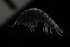  ( - ZMBN_147340)  @11 [ ] Creative Commons BY NC SA (2022) University of Bergen Natural History Collections