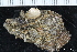  ( - ZMBN_147384)  @11 [ ] Creative Commons BY NC SA (2022) University of Bergen Natural History Collections