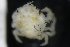  ( - ZMBN_147461)  @11 [ ] Creative Commons BY NC SA (2022) University of Bergen Natural History Collections