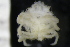  ( - ZMBN_147461)  @11 [ ] Creative Commons BY NC SA (2022) University of Bergen Natural History Collections