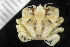  ( - ZMBN_147463)  @11 [ ] Creative Commons BY NC SA (2022) University of Bergen Natural History Collections