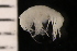  ( - ZMBN_147644)  @11 [ ] Creative Commons BY NC SA (2022) University of Bergen Natural History Collections