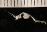  ( - ZMBN_147650)  @11 [ ] Creative Commons BY NC SA (2022) University of Bergen Natural History Collections