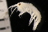  ( - ZMBN_147670)  @11 [ ] Creative Commons BY NC SA (2022) University of Bergen Natural History Collections