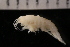  (Deflexilodes subnudus - ZMBN_147676)  @11 [ ] Creative Commons BY NC SA (2022) University of Bergen Natural History Collections