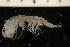  ( - ZMBN_147687)  @11 [ ] Creative Commons BY NC SA (2022) University of Bergen Natural History Collections