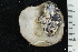  ( - ZMBN_147777)  @11 [ ] Creative Commons BY NC SA (2022) University of Bergen Natural History Collections