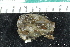  ( - ZMBN_147779)  @11 [ ] Creative Commons BY NC SA (2022) University of Bergen Natural History Collections