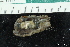  ( - ZMBN_147779)  @11 [ ] Creative Commons BY NC SA (2022) University of Bergen Natural History Collections