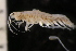  ( - ZMBN_147921)  @11 [ ] Creative Commons BY NC SA (2022) University of Bergen Natural History Collections