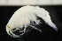  ( - ZMBN_148012)  @11 [ ] Creative Commons BY NC SA (2022) University of Bergen Natural History Collections